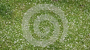 Summer hailstorm - large hail falls on the green grass.