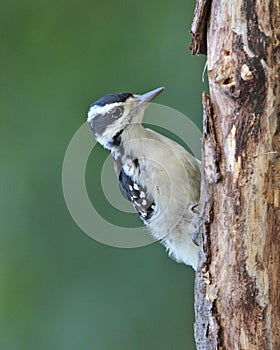 Summer Hairy Woodpecker