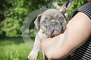 In the summer on hands a little puppy of the French bulldog