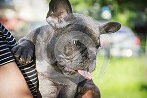 In the summer on hands a little puppy of the French bulldog