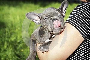 In the summer on hands a little puppy of the French bulldog