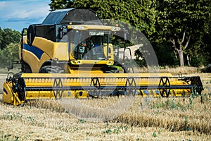 Summer harvest 2018 crop corn field