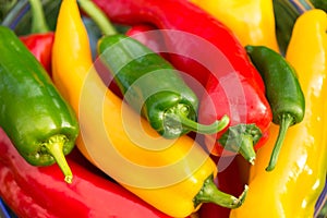 Summer harvest. Freshly picked, red, green and yellow sweet peppers, laying in grass in garden