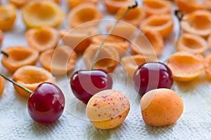 Summer harvest, mellow fresh and sun-dried apricots, juicy cherries preparing