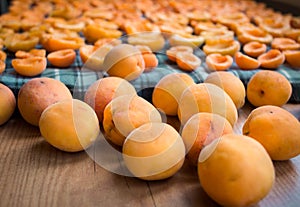 Summer harvest of mellow fresh and sun-dried apricots prepared f