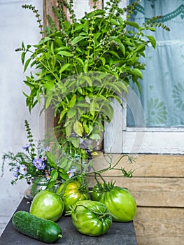 Summer harvest on the railing of a country house. Green tomatoes and a bunch of basil.