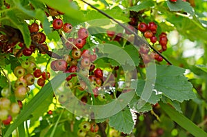 Summer harvest, red currant grows on a bush in the garden