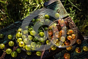 Summer harvest of red and green gooseberries.