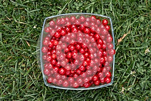 Summer harvest table with red currants in glasses on a white wooden table with grass on the background