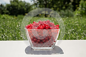 Summer harvest table with red currants in glasses on a white wooden table with grass on the background