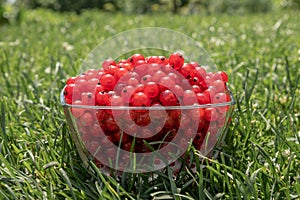 Summer harvest table with red currants in glasses on a white wooden table with grass on the background