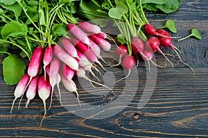 Summer harvested red radish. Growing organic vegetables.