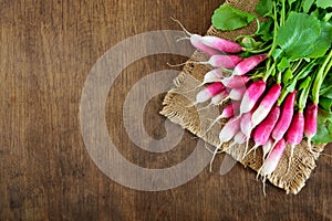 Summer harvested red radish. Growing organic vegetables. Large bunch of raw fresh juicy garden radish