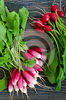 Summer harvested red radish. Growing organic vegetables.