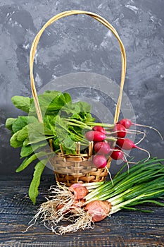 Summer harvested red radish. Growing organic vegetables.