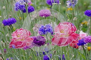 Summer has come,the grass is green, blue cornflowers and red poppies are blooming.Flowers
