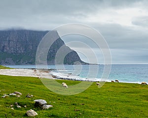 Summer Haukland beach and sheep flock, Norway, Lofoten