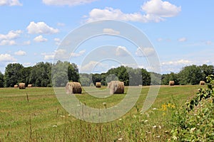 Summer Hayfield