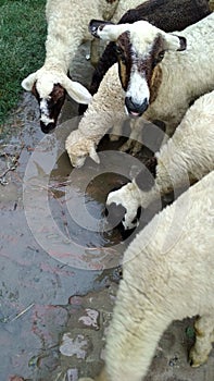 Summer heat thirsty sheeps