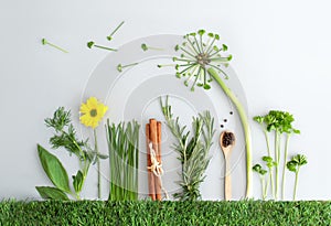 Summer herb salad garden concept with spring dandelion