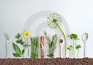 Summer herb salad garden concept with spring dandelion