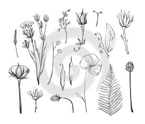 Summer herbarium. Flowers and plants, pencil illustrations