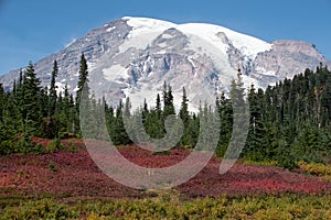 Summer Hike through Mount Rainier National Park, Washington State, USA