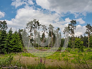 Hiking in the forrests of the german westphalia