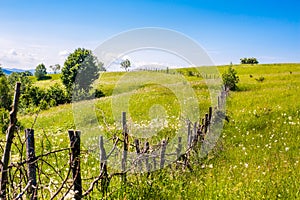 Summer hill landscape