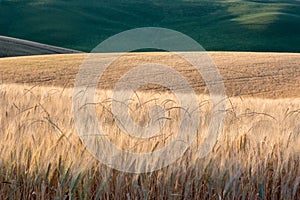 Summer hills background