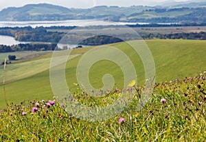 Summer hills wildflowers close to Liptovska Mara lake, Slovakia.