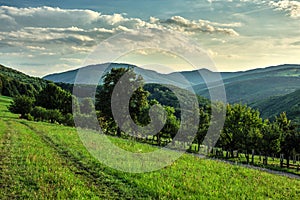 Summer hilly rural landscape with path in the meadow and forest