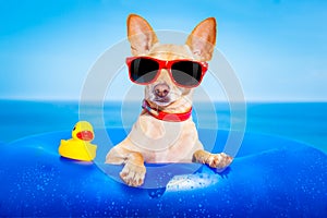 Summer holiday dog