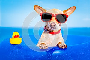 Summer holiday dog