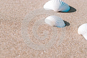 Summer holiday poster with seashells, starfishes on sand ocean beach background. Summer vacation and product