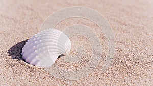 Summer holidays background. Seashells, shells on sand tropical sea beach. Tranquil beach scene with copy space.
