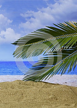 Summer holidays concept. Sandy beach with palm tree, sun, blur sea background