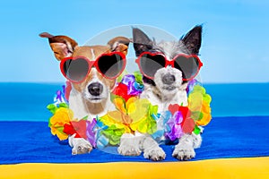 Summer honeymoon dogs in love