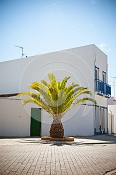 Summer house and palm tree in Portugal