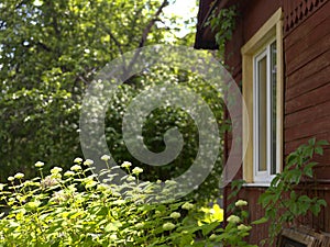 Summer house and plants