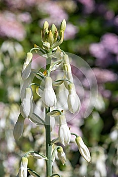 Summer hyacinth galtonia candicans flowers