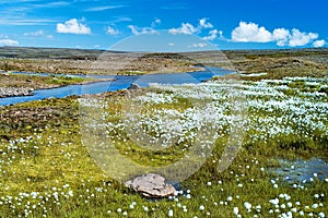 Summer Iceland. Small river among fields of green grass.