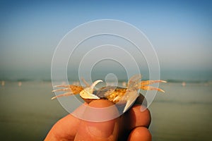 The summer idyll and the evening calm. Quiet waves lapping on the sand. Crab in hand on the background of the sea and summer beach