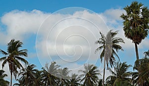 Summer image with palm trees against blue sky and panorama, tropical Caribbean travel destination