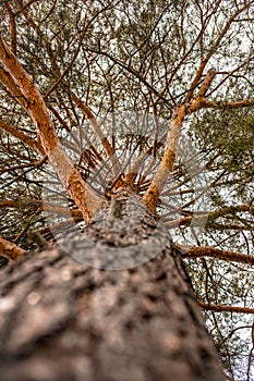 Summer image of pine tree trunk close-up with large and small branches extending from it