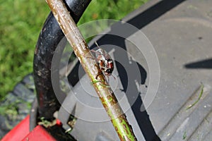 summer insect beetle crawling on a stick