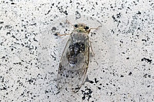 Summer insect macro photography with the charming and singing summer cicada