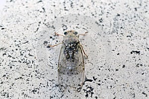 Summer insect macro photography with the charming and singing summer cicada