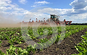 Summer inter-row cultivation of sugar beet