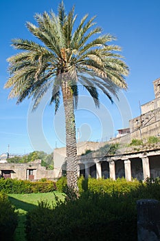 Summer in Italy-Palm in Ercolano ruins photo